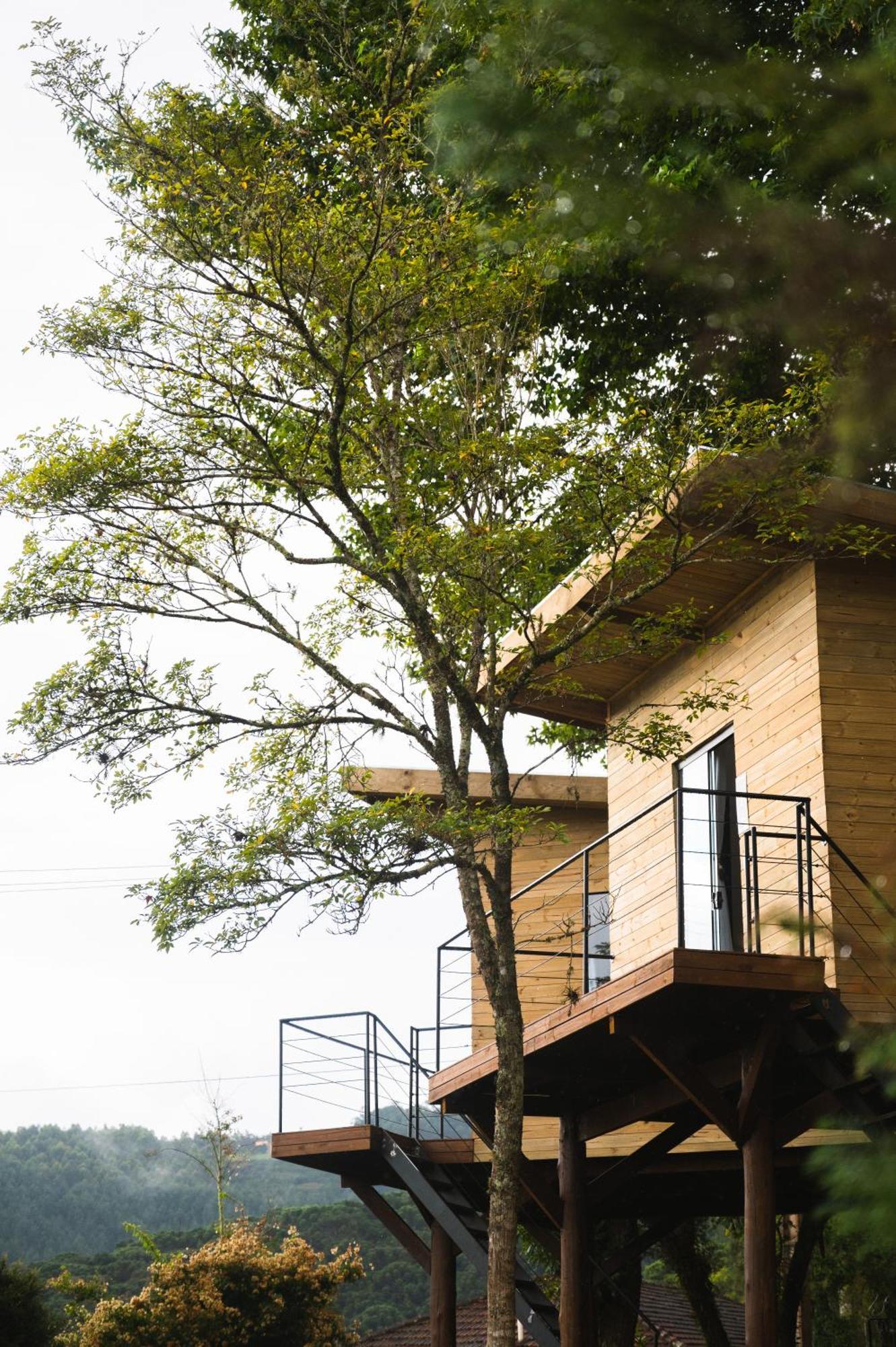 Black Monte Verde (Minas Gerais)